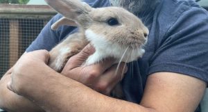Case study rabbit: Layton is the last one to be taken in