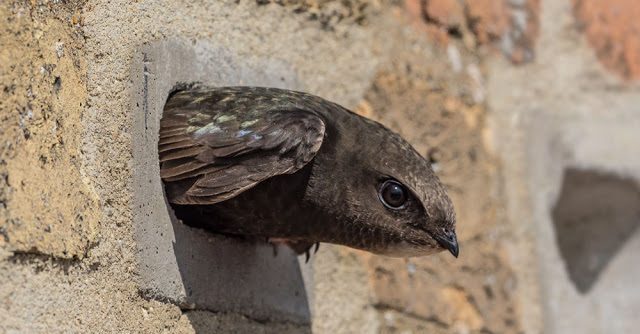 Swift poking out of brick