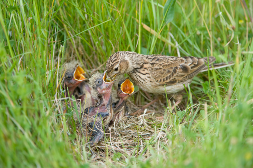 Skylark, Alauda arvensis, adult feeding four chicks in nest amongst grass, Norfolk, UK,